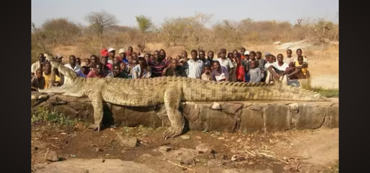 2X4FURNITURE.COM : King size Bed